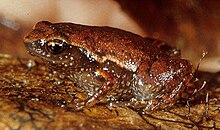 frog with bronze upperparts, brown underparts, and red eye