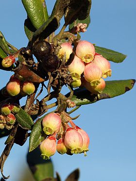 Xylococcus bicolor em flor.