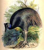 Dwarf Cassowary