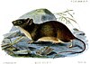 Painting of a large brown-coloured rat with white undersides seen sideways facing left