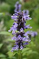 Nepeta manchuriensis