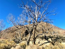 the 2nd shoe tree after the original was vandalized