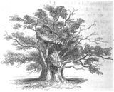 A drawing of the Newland Oak, 1858