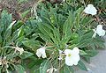 Oenothera caespitosa