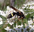 Philanthus gibbosus