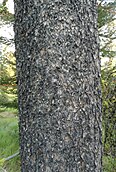 bark (for var. latifolia)