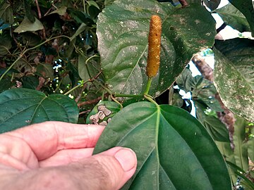 Ripening fruit