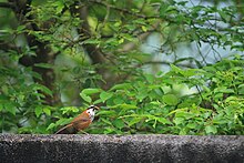 Taiwan scimitar babbler Pomatorhinus musicus