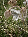 Anemone vernalis fading