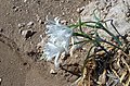 A sand lily on the Karpas Peninsula