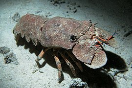 Scyllarides latus, une cigale de mer