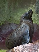 Brown and gray seal