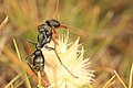 Jack jumper ant worker foraging on top of a dry flower