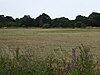 Shelfanger Meadows