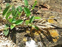 Lomentos de Alysicarpus vaginalis.