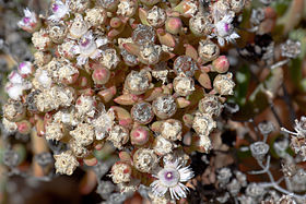 Stoeberia fructescens, Reserva Natural Goegap, Cabo Setentrional, África do Sul