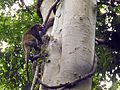 Male in Tangkoko Nature Reserve