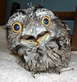 A Tawny Frogmouth devouring a mouse