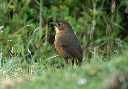 Paramoluura (Grallaria quitensis)