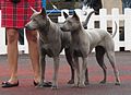 Chiens thaïlandais à crête dorsale bleus présentés dans une exposition canine en Estonie.