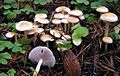 Hypholoma capnoides