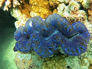 Tridacna maxima