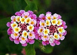 Twin lantana camara edit