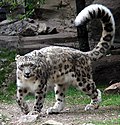 Panthère des neiges au zoo de Brookfield.