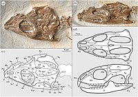 Skull of the neosphenodontian Vadasaurus