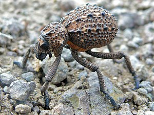 Довгоносик з роду Brachycerus. Південна Африка, Національний парк Крюгера.