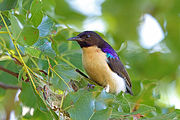 sunbird with black upper body, white undersides, metallic purple patch on shoulder, and thick black bill