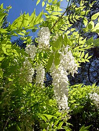 Wisteria sinensis у саду