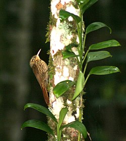 Valkokaulakipuaja (Xiphorhynchus fuscus)