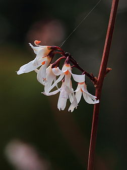 Fleurs de forsythia blanc (Abeliophyllum distichum), oléacée ornementale originaire de Corée. (définition réelle 1 505 × 2 007)