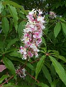 Aesculus indica