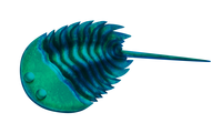 Life restoration of Aglaspis (Aglaspidida)