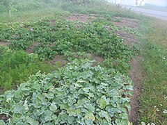 Vegetable garden: carrots, radishes, potatoes