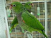 A green parrot with a light-brown throat, a dark red mark between the eyes and the beak, and white eye-spots