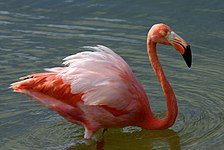 American flamingo (Phoenicopterus ruber)