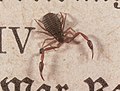 Pseudoscorpion indéterminé