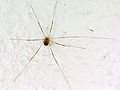 Opiliones