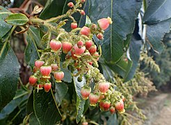 Arbutus canariensis.