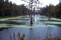 Bayous around Arkansas Post