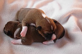 Newborn Basenji puppies