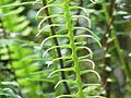 Fronde fertile de Blechnum spicant