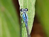 Male