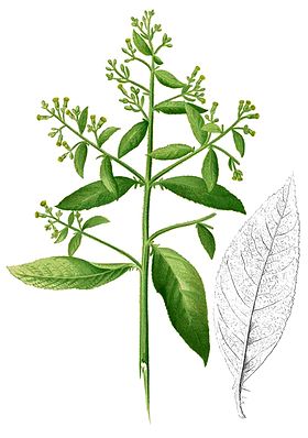 Blumea balsamifera