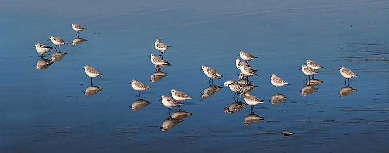 Flock of sanderlings, by Mila Zinkova