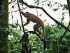 The Grey-crowned Central American Squirrel Monkey