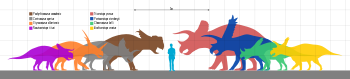 Silhouette of a man next to silhouettes of ceratopsid dinosaurs. The tallest, Triceratops, is about twice as tall and the shortest, Nasutoceratops, is about the same height